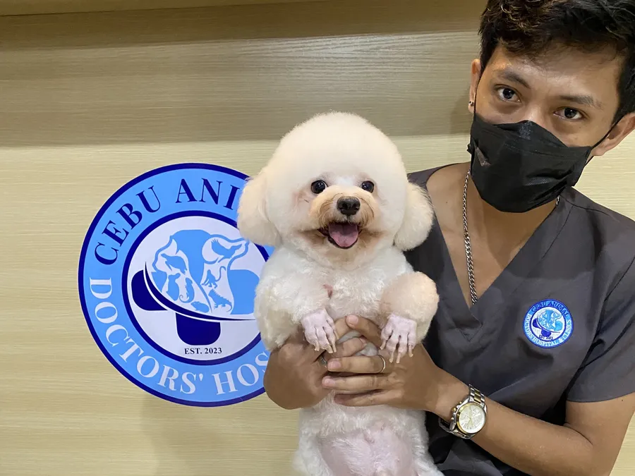 A team member holding a freshly groomed poodle in front of our logo